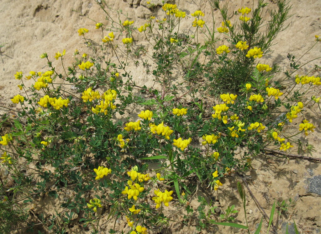 Image of Lotus arvensis specimen.