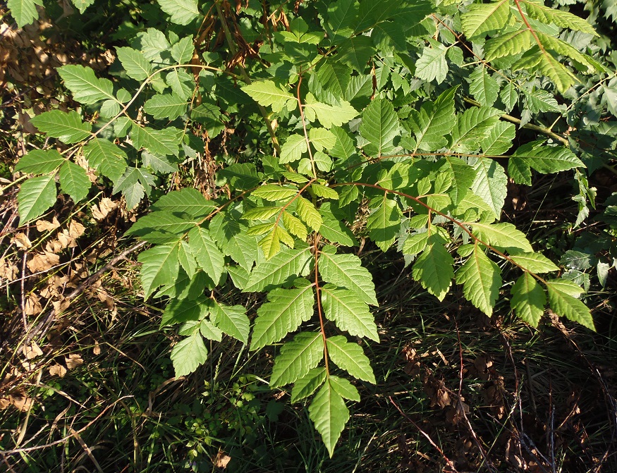 Image of Koelreuteria paniculata specimen.