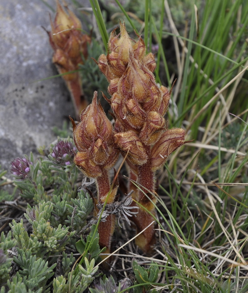Image of Orobanche alba specimen.