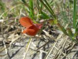Image of taxon representative. Author is Илья Турбанов