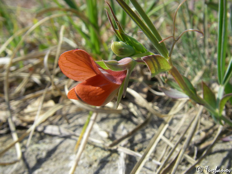 Изображение особи Lathyrus cicera.