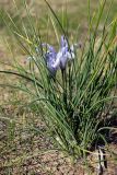 Iris tenuifolia. Цветущее растение. Южный Казахстан, южный берег оз. Кызылколь. 10.04.2013.