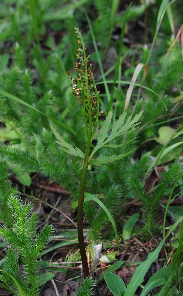 Изображение особи Botrychium lanceolatum.