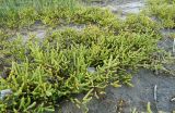 Salicornia perennans