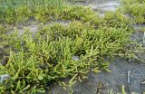 Salicornia perennans. Вегетирующие растения. Якутия, Мегино-Кангаласский улус, пойма р. Лены. Начало августа 2013 г.