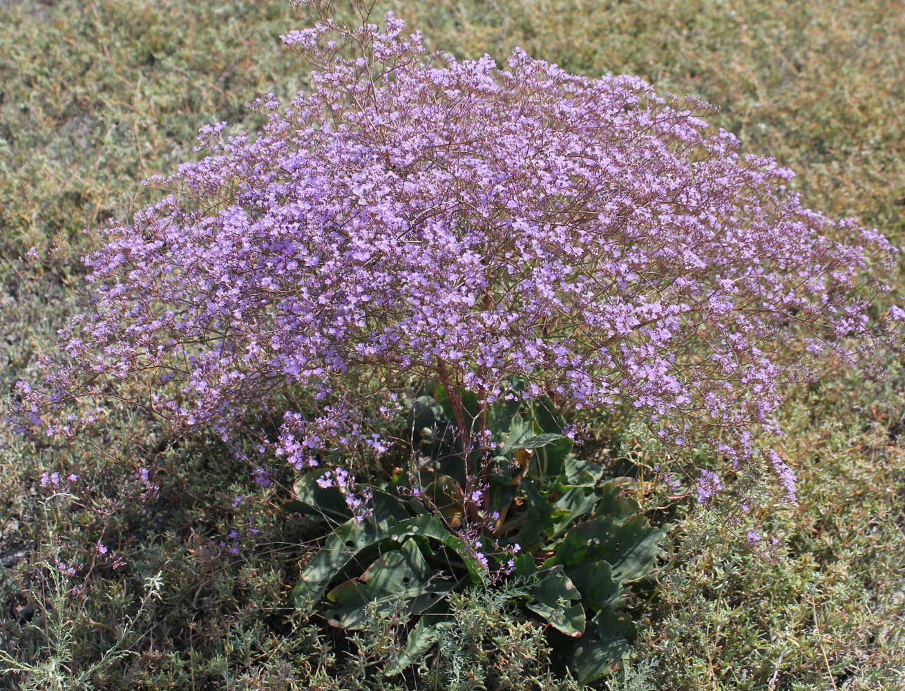 Изображение особи Limonium scoparium.