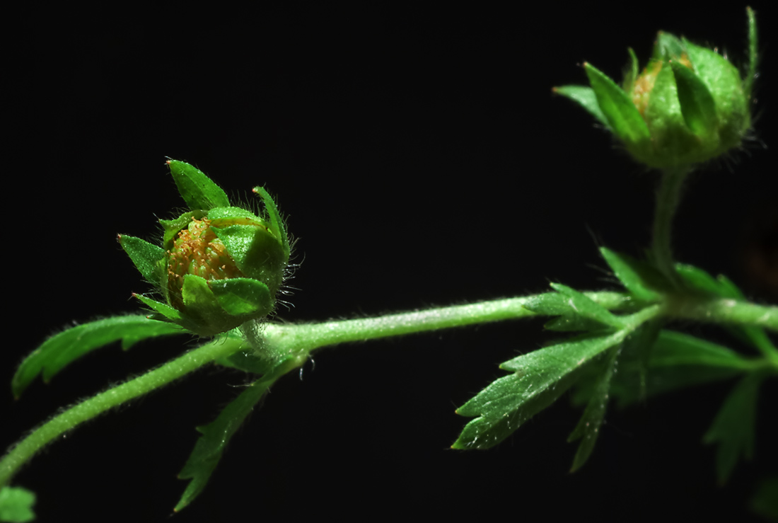 Изображение особи Potentilla supina.