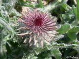 Onopordum acanthium