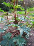 Ricinus communis