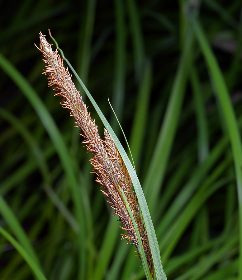 Изображение особи Carex acuta.