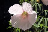 Hibiscus × hybridus. Цветок. Узбекистан, г. Ташкент, Ботанический сад им. Ф.Н. Русанова. 22.07.2010.