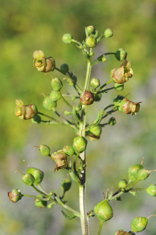 Image of Scrophularia umbrosa specimen.