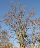 Robinia pseudoacacia. Старое плодоносящее дерево, пораженное Viscum album. Краснодарский край, Крымский р-н, долина реки Шибик, берег пруда. 11.11.2013.