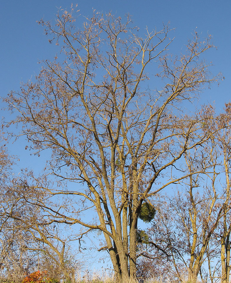 Изображение особи Robinia pseudoacacia.