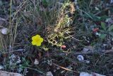Fumana procumbens. Цветущее растения в петрофитной степи. Севастополь, Караньское плато. 06.11.2013.