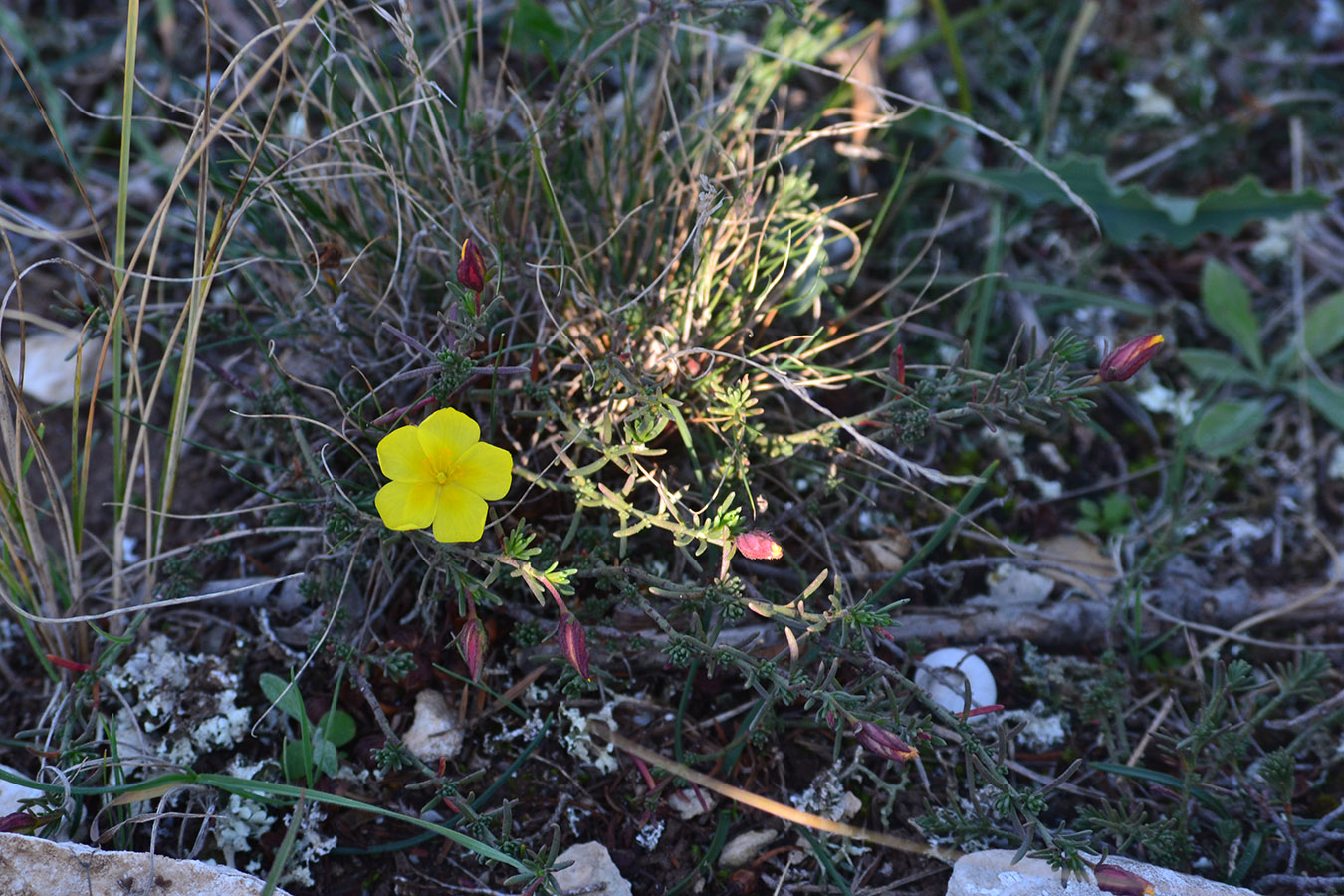 Image of Fumana procumbens specimen.