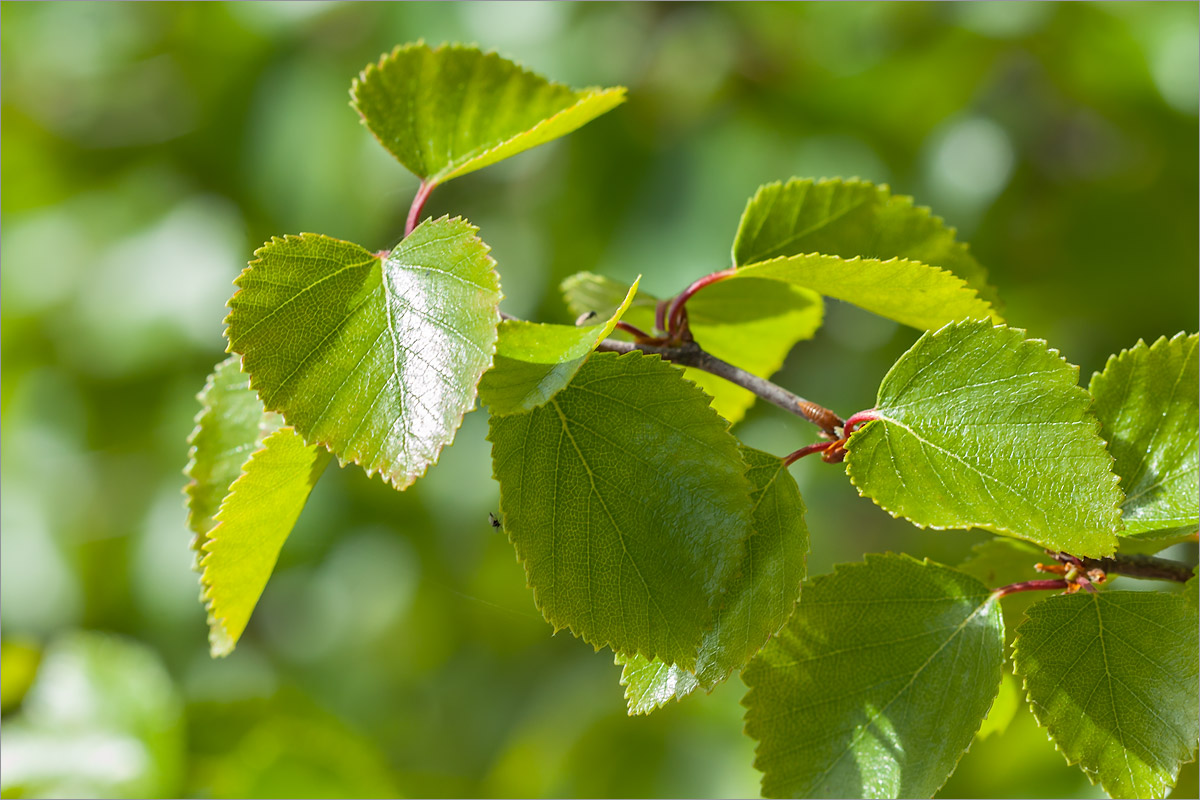 Изображение особи Betula subarctica.