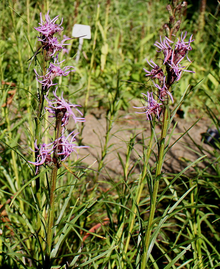 Изображение особи Liatris elegans.