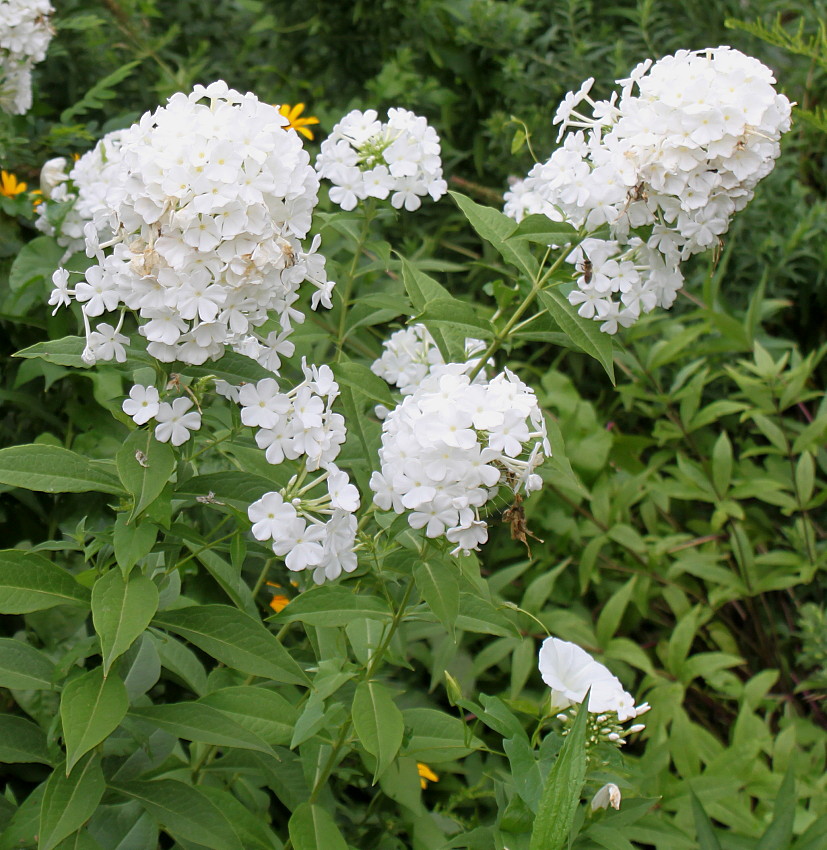 Image of Phlox paniculata specimen.