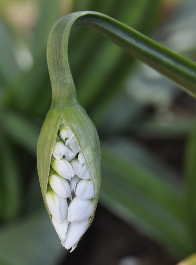 Изображение особи Allium neapolitanum.