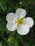 Dasiphora fruticosa. Цветок (культивар, белоцветковая форма). Пермский край, Кунгурский р-н, с. Филипповка, гора Ледяная, газон у входа в пещеру. 14.06.2013.