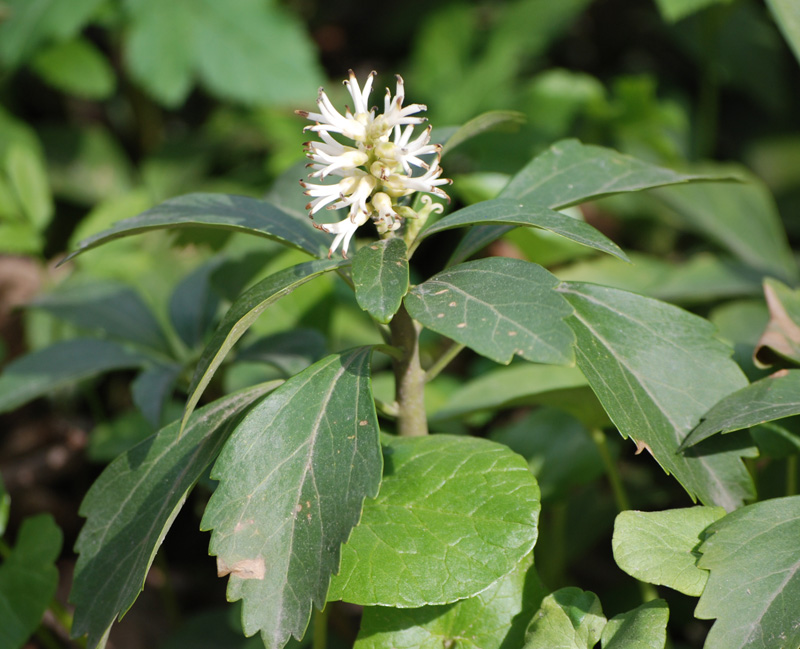 Изображение особи Pachysandra terminalis.