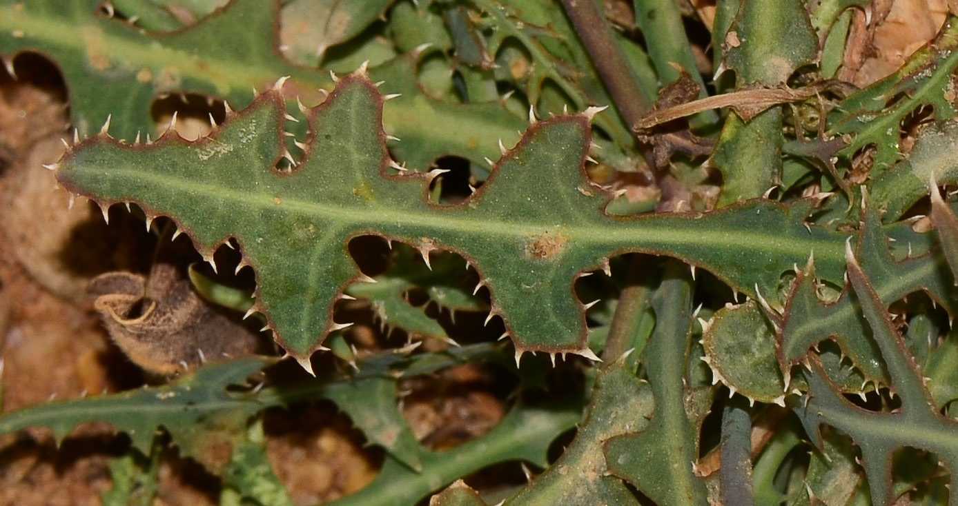 Image of Launaea nudicaulis specimen.