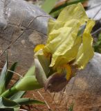 Iris reichenbachii
