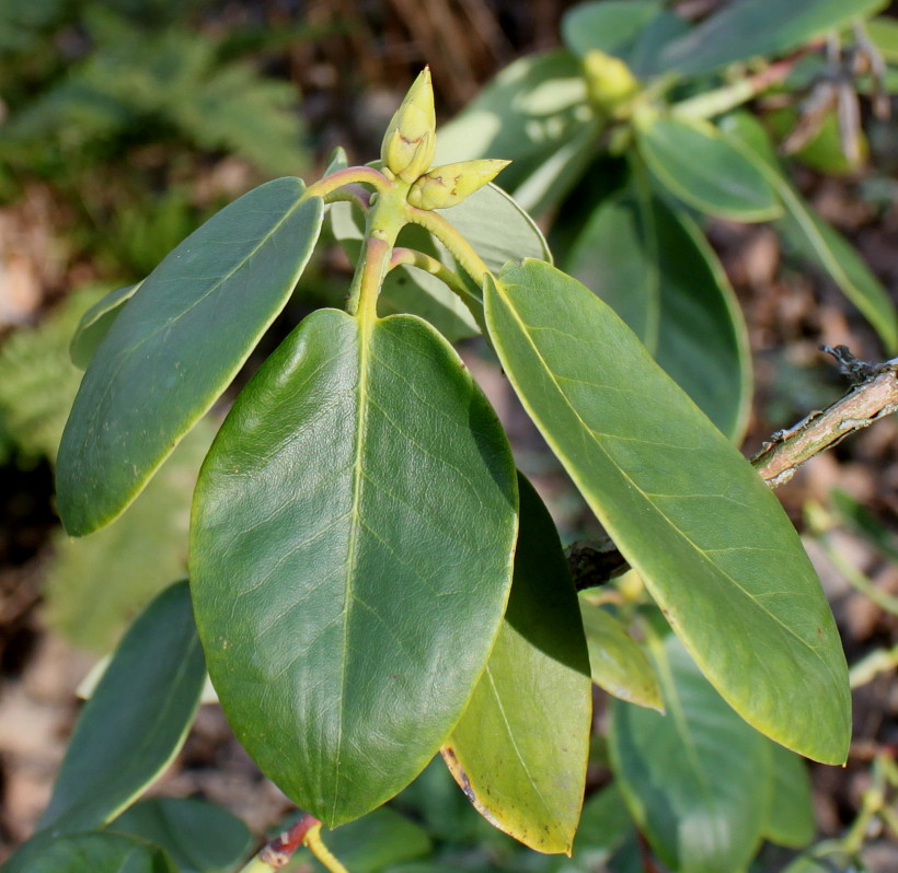Image of Rhododendron campylocarpum specimen.