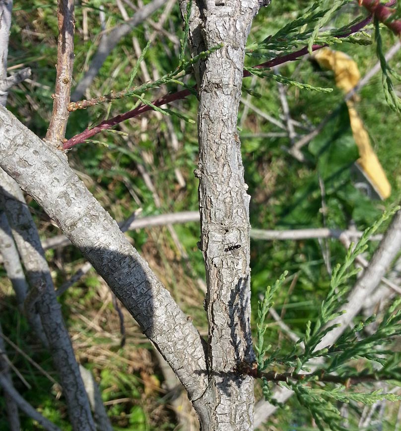 Image of Tamarix hampeana specimen.