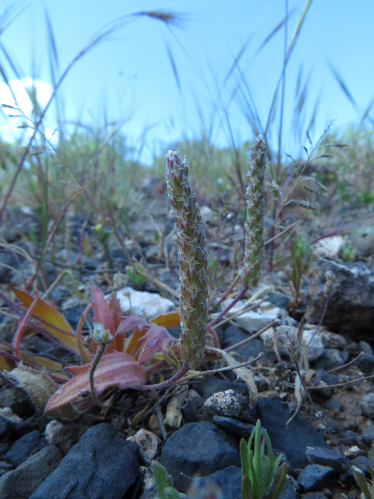 Image of Plantago coronopus specimen.