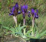 Iris glaucescens