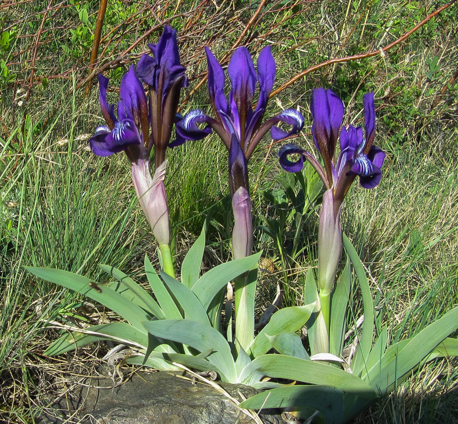 Изображение особи Iris glaucescens.