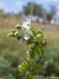 Veronica beccabunga