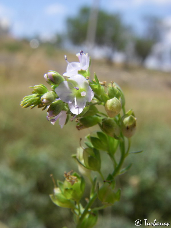 Image of Veronica beccabunga specimen.