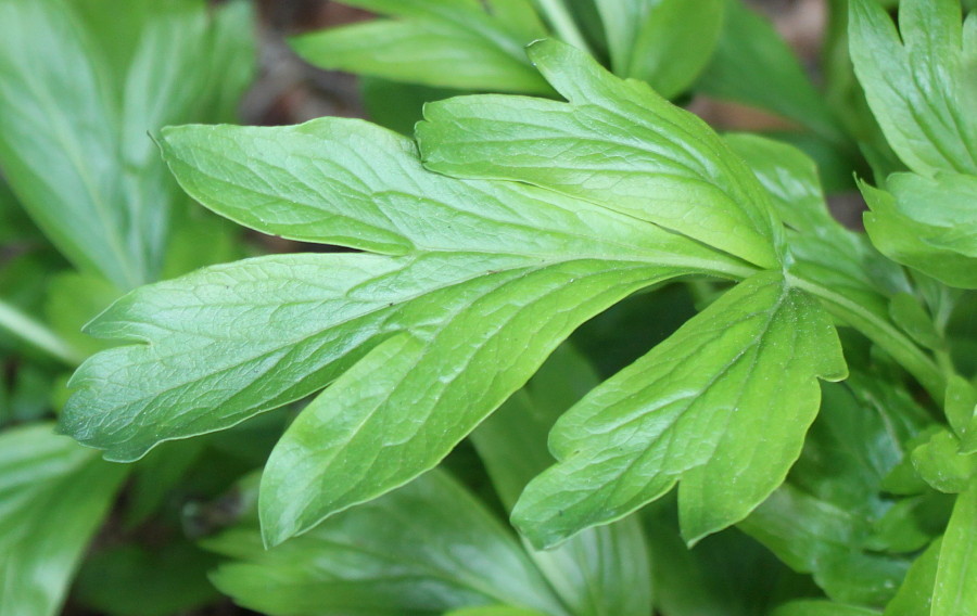 Image of Paeonia peregrina specimen.