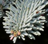 Abies form glauca