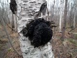 Betula