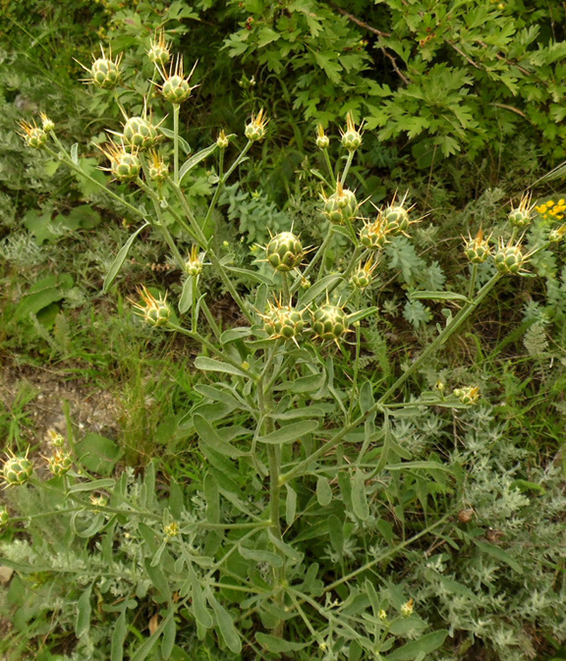 Изображение особи Centaurea salonitana.