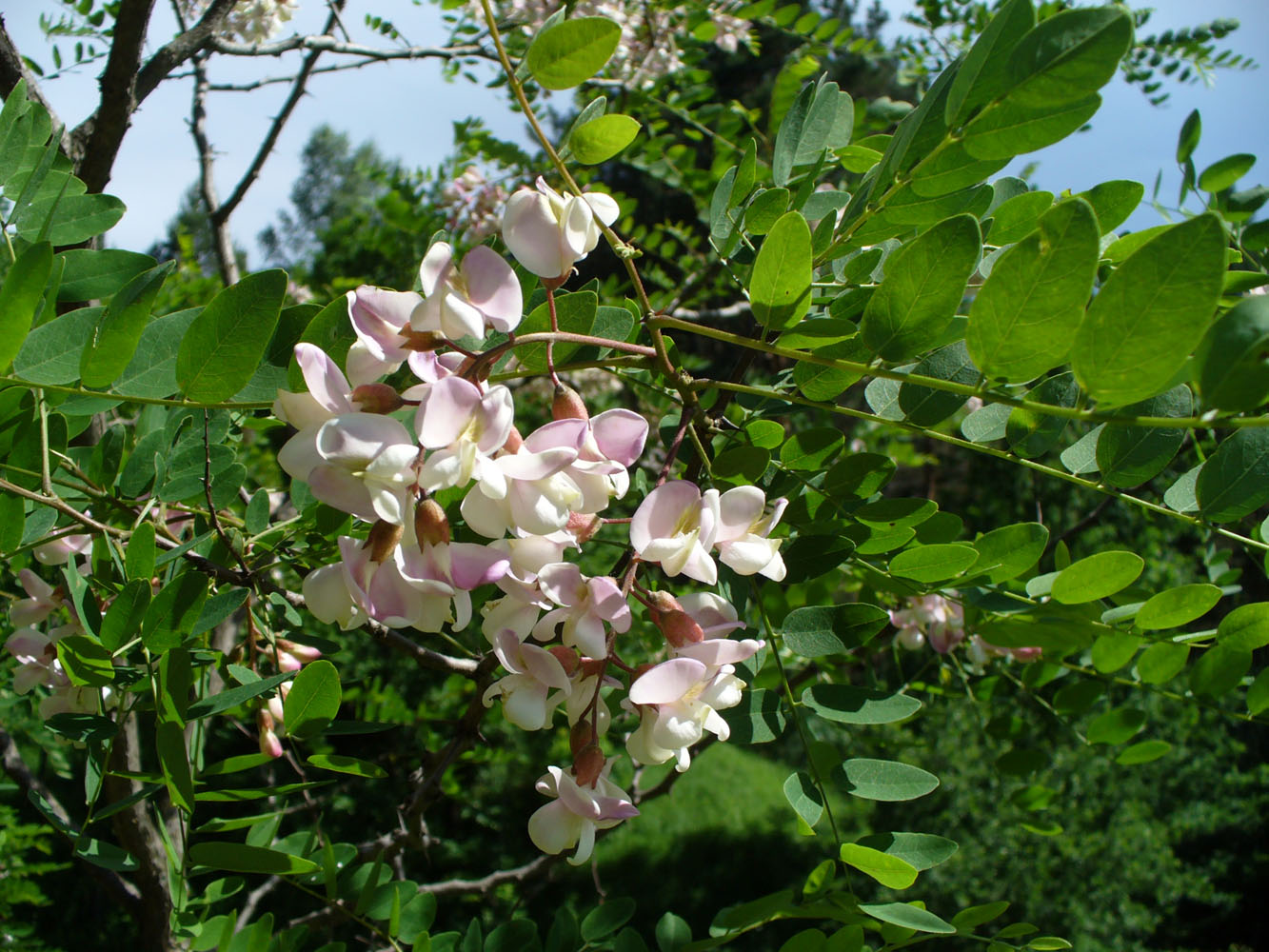 Image of Robinia viscosa specimen.