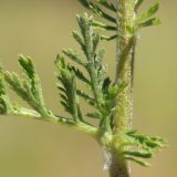 Achillea nobilis. Часть побега. Ростовская обл., Неклиновский р-н, Николаевское с/п, балка. 19.06.2014.