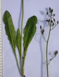 Crepis caucasigena