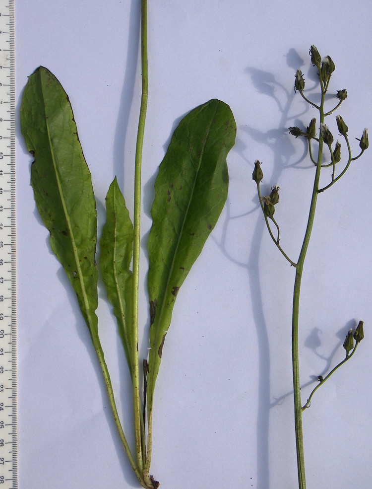 Image of Crepis caucasigena specimen.