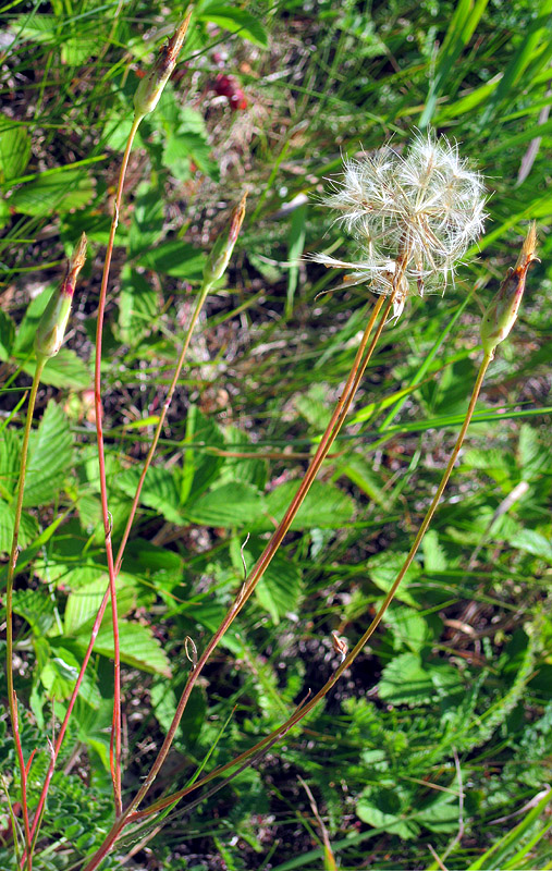 Изображение особи Scorzonera stricta.