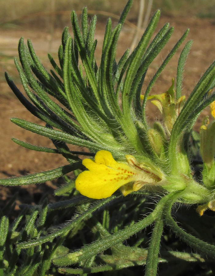 Image of Ajuga chia specimen.