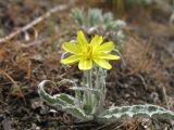 Scorzonera circumflexa. Цветущее растение. Казахстан, юго-вост. отроги Чу-Илийских гор, горы Анрахай. 27 апреля 2011 г.