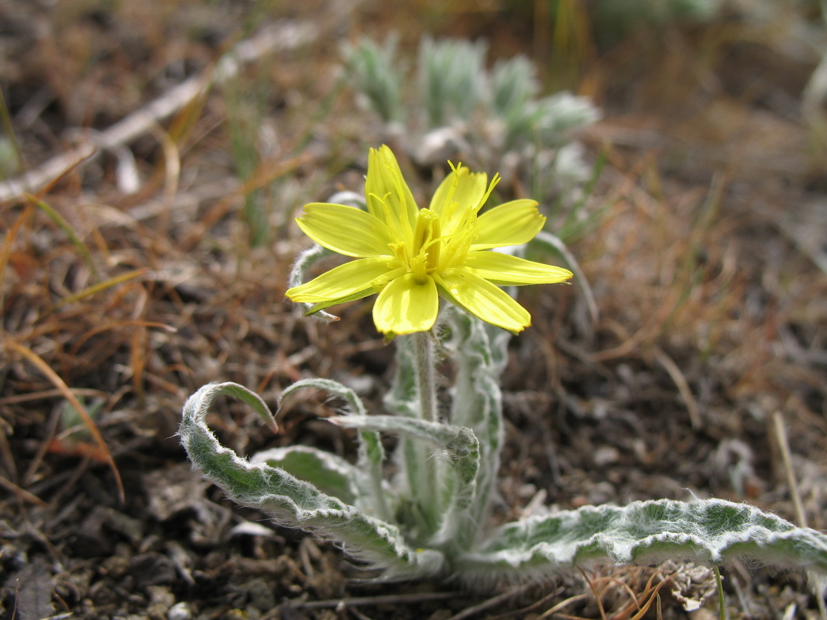 Изображение особи Scorzonera circumflexa.