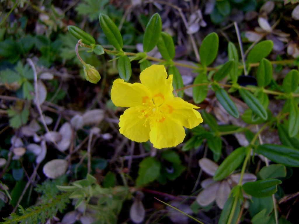 Изображение особи Helianthemum arcticum.