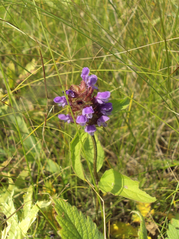 Image of Prunella vulgaris specimen.