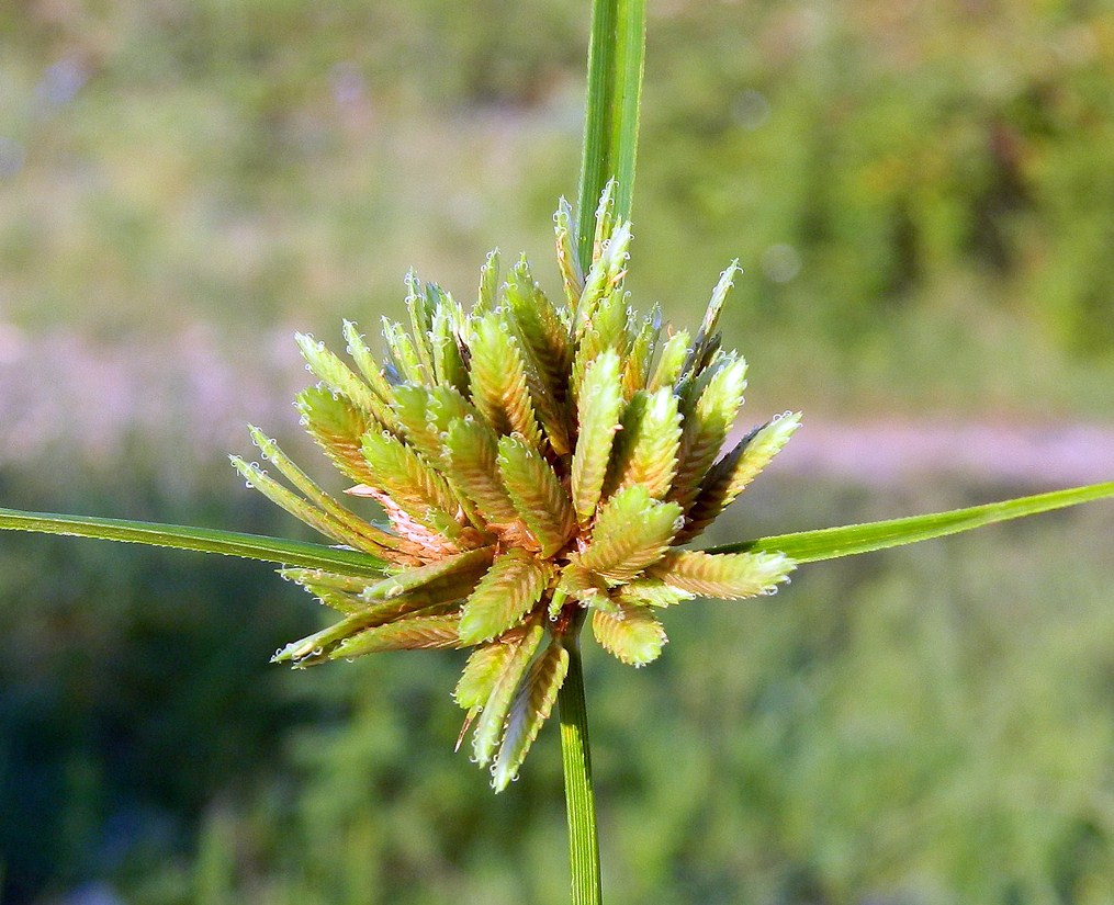 Изображение особи Cyperus eragrostis.